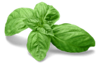 Basil