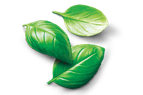 Basil