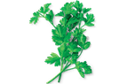 Chopped Frozen Parsley Trays