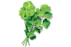 Cilantro sprigs. Fresh, green herb.
