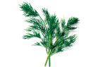 Dill